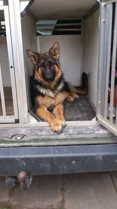 Schäferhund-Beitrag-Bild