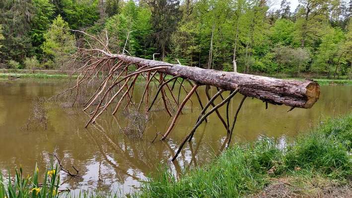 Die wunderschöne Welt mit Hund.-Beitrag-Bild