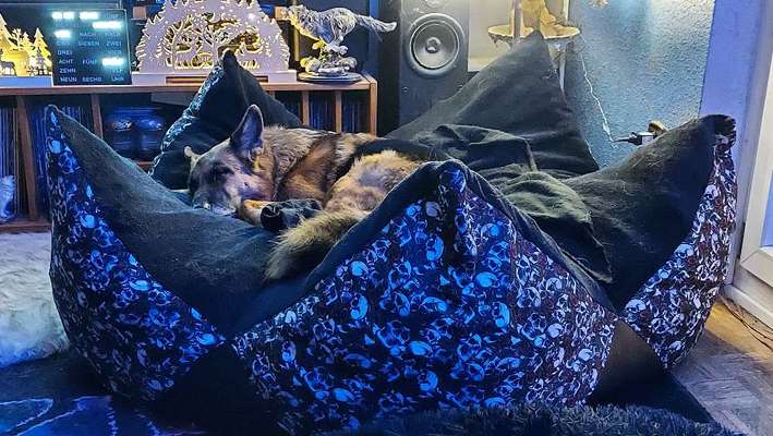 Alles rund um den Schäferhund, diskutieren erwünscht.-Beitrag-Bild