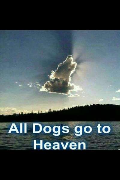 Alles rund um den Schäferhund, diskutieren erwünscht.-Beitrag-Bild