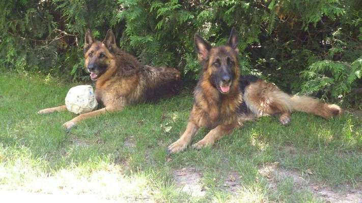 Schäferhund-Beitrag-Bild