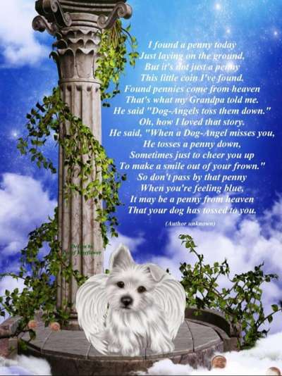 Berührende Hunde Bilder/Videos-Beitrag-Bild