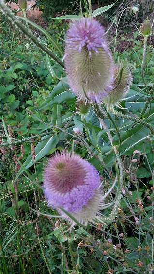 Die wunderschöne Welt mit Hund.-Beitrag-Bild
