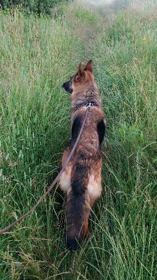 Die wunderschöne Welt mit Hund.-Beitrag-Bild