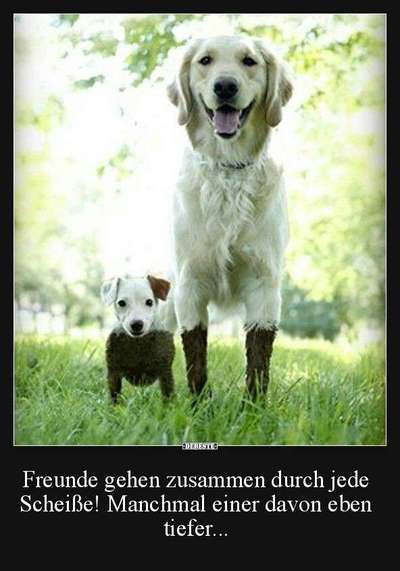 Hunde Memes-Beitrag-Bild
