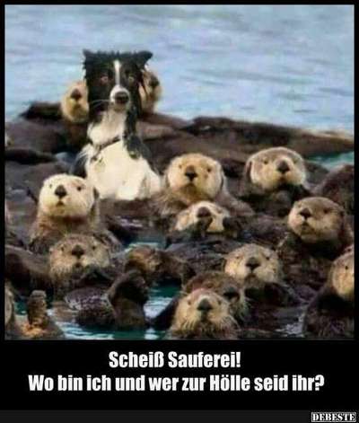 Hunde Memes-Beitrag-Bild