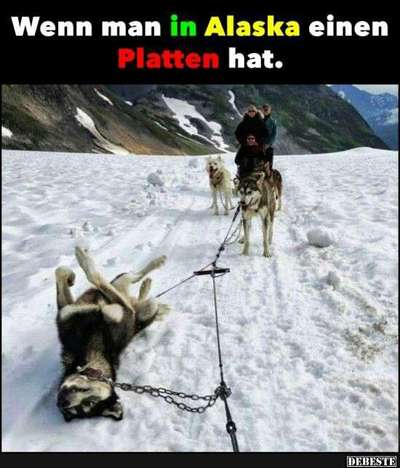 Hunde Memes-Beitrag-Bild