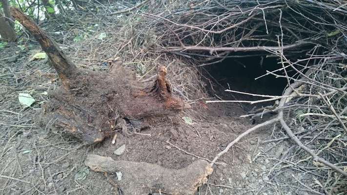 Zeig mir, dass du mit einem hund zusammenlebst....-Beitrag-Bild