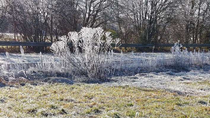 Die wunderschöne Welt mit Hund.-Beitrag-Bild