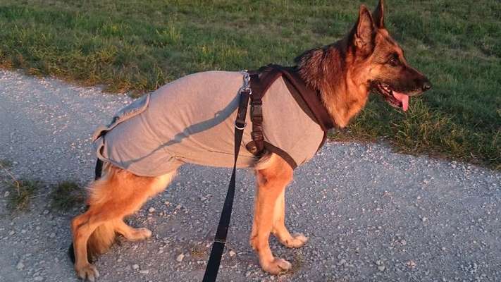 Halskrause nach op-Beitrag-Bild