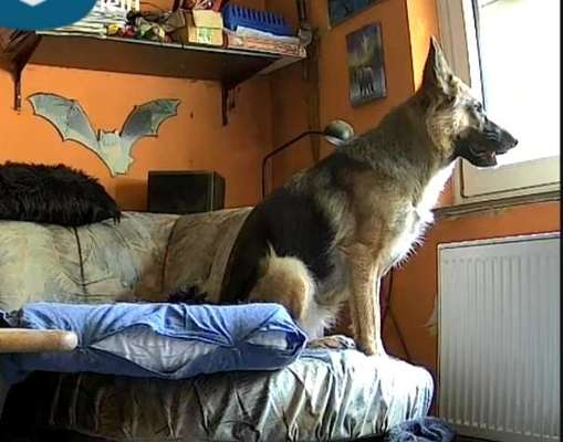 Trennungsangst-Beitrag-Bild