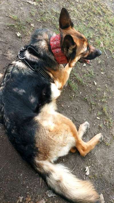 Dachgeschoss Wohnung bei der Hitze mit Hund!-Beitrag-Bild