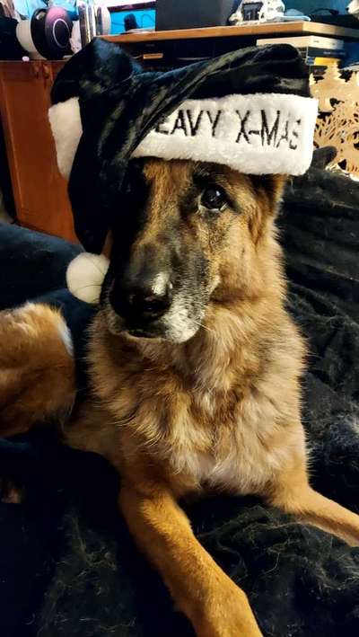 Unsere Fellnasen im Regenbogenland-Beitrag-Bild