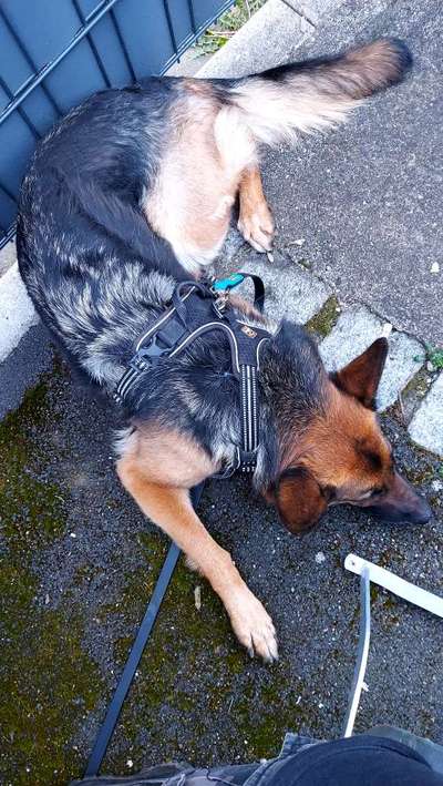 Gehören Hunde ins Restaurant?-Beitrag-Bild