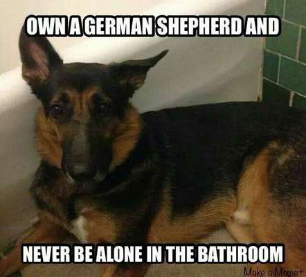 Du weißt, du hast einen Hund wenn...-Beitrag-Bild