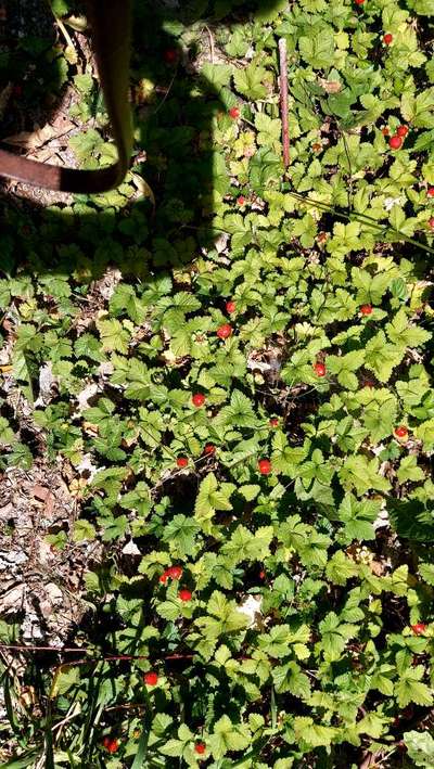 Die wunderschöne Welt mit Hund.-Beitrag-Bild