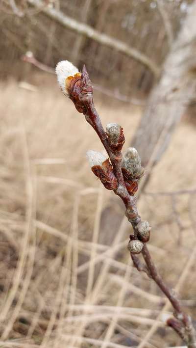 Die wunderschöne Welt mit Hund.-Beitrag-Bild