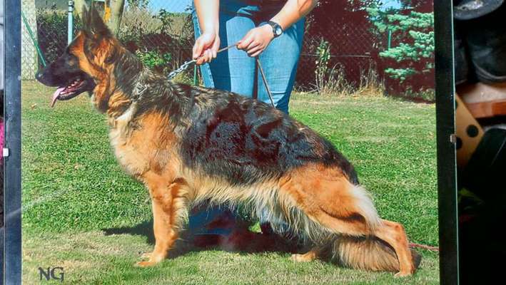 Alles rund um den Schäferhund, diskutieren erwünscht.-Beitrag-Bild