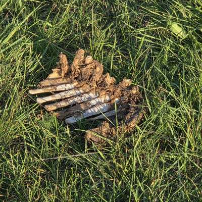 Giftköder-Rippenknochen-Bild
