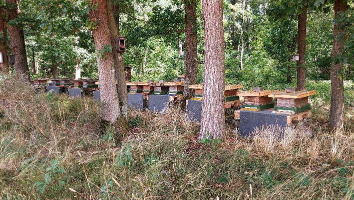 Die wunderschöne Welt mit Hund.-Beitrag-Bild