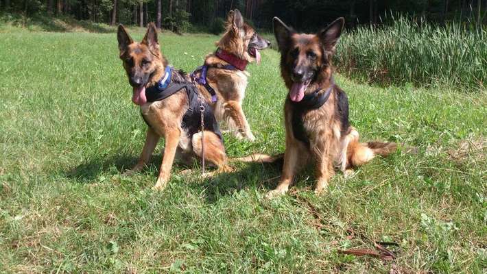 Mehrere Hunde zuhause !-Beitrag-Bild