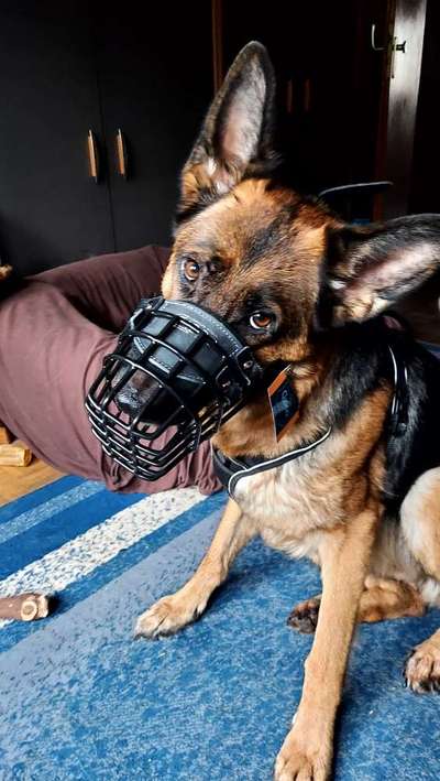 Wie sitzt mein Maulkorb / Maulkorb-Beratung-Beitrag-Bild