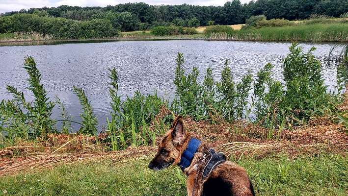Die wunderschöne Welt mit Hund.-Beitrag-Bild