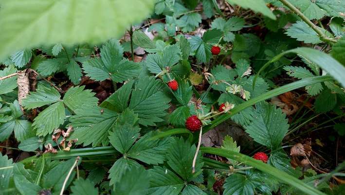 Die wunderschöne Welt mit Hund.-Beitrag-Bild