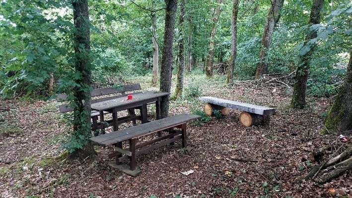 Die wunderschöne Welt mit Hund.-Beitrag-Bild