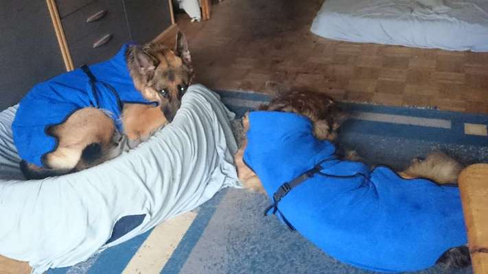 Hundebademantel-Beitrag-Bild