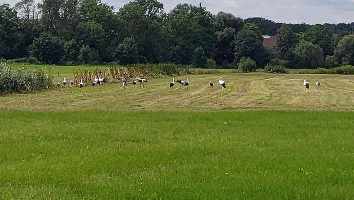 Die wunderschöne Welt mit Hund.-Beitrag-Bild