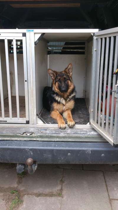 Schäferhund-Fans?-Beitrag-Bild