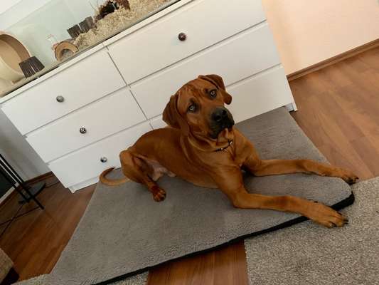 Rhodesian Ridgeback-Beitrag-Bild