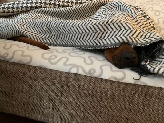 Rhodesian Ridgeback-Beitrag-Bild