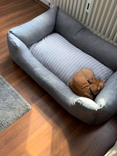 Rhodesian Ridgeback-Beitrag-Bild