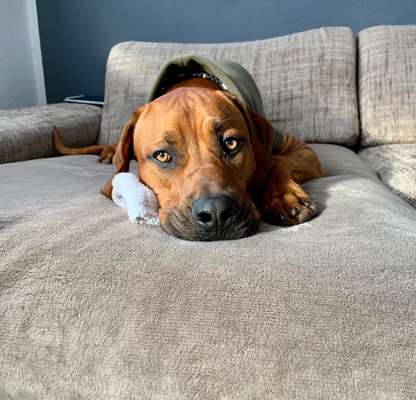 Rhodesian Ridgeback-Beitrag-Bild