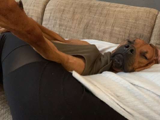 Rhodesian Ridgeback-Beitrag-Bild