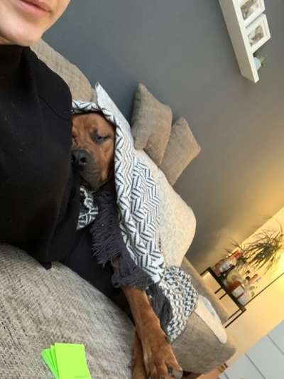 Rhodesian Ridgeback-Beitrag-Bild