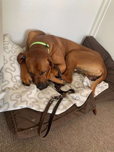 Rhodesian Ridgeback-Beitrag-Bild