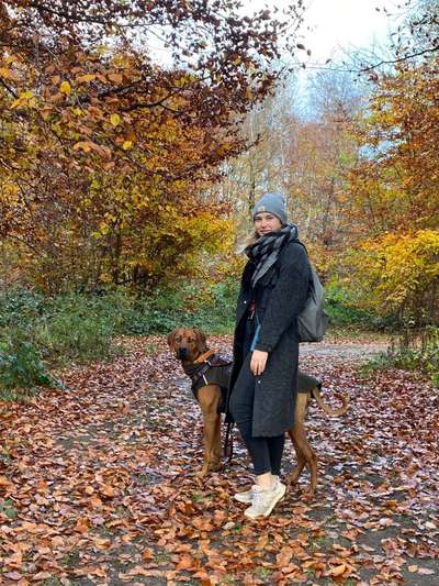 Rhodesian Ridgeback-Beitrag-Bild