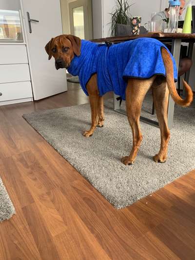 Rhodesian Ridgeback-Beitrag-Bild