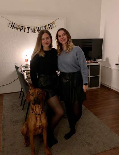 Rhodesian Ridgeback-Beitrag-Bild