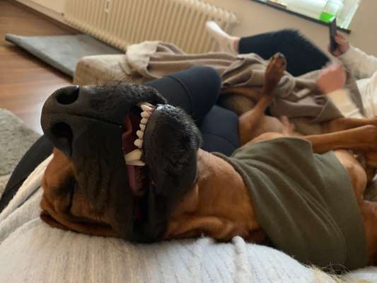 Rhodesian Ridgeback-Beitrag-Bild