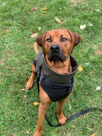 Rhodesian Ridgeback-Beitrag-Bild