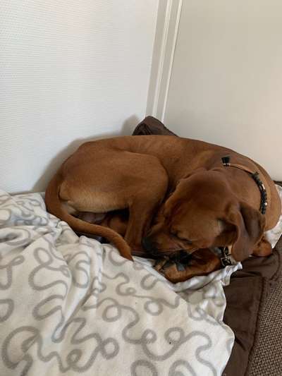 Rhodesian Ridgeback-Beitrag-Bild