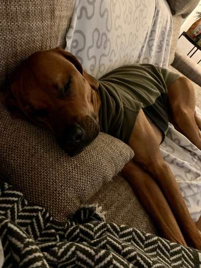 Rhodesian Ridgeback-Beitrag-Bild