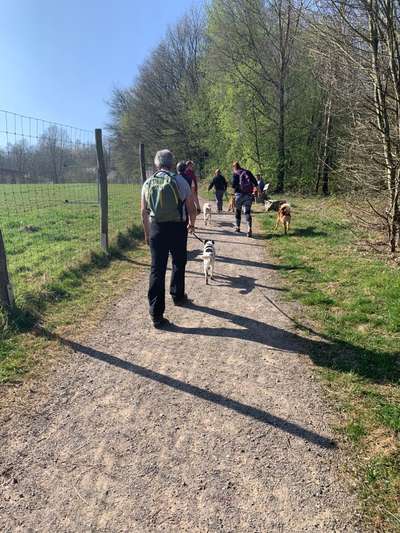 Rhodesian Ridgeback-Beitrag-Bild