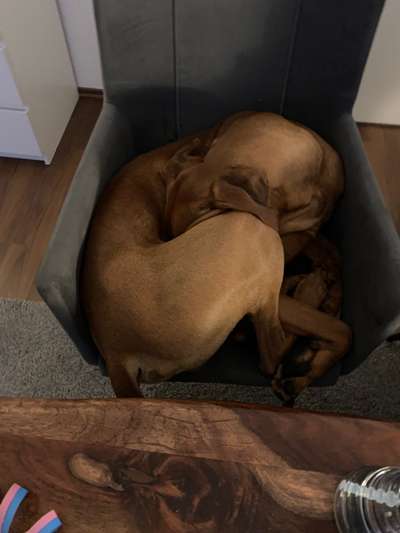 Rhodesian Ridgeback-Beitrag-Bild