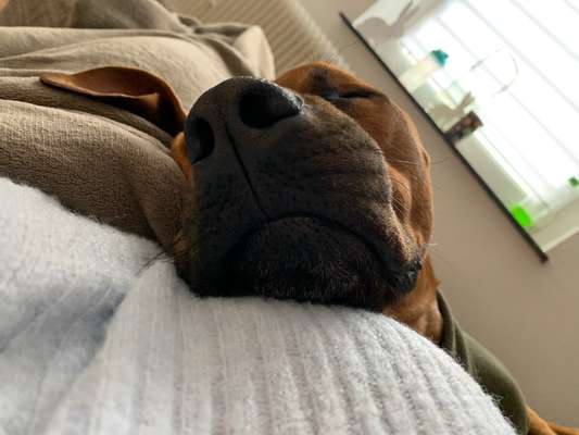 Rhodesian Ridgeback-Beitrag-Bild