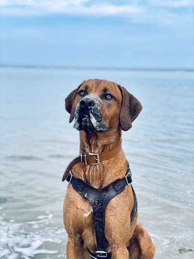 Rhodesian Ridgeback-Beitrag-Bild